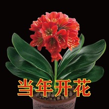 子兰花盆栽大苗四季常青植物室内花苗跨境电商包邮工外贸亚马逊厂