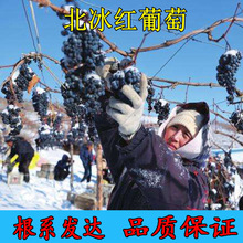 冰葡萄苗无籽冬葡萄苗冬天不下架晚熟葡萄树苗南北方冰美人葡萄苗