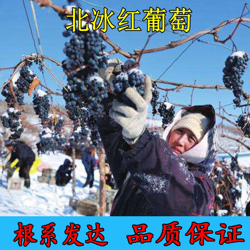 冰葡萄苗无籽冬葡萄苗冬天不下架晚熟葡萄树苗南北方冰美人葡萄苗
