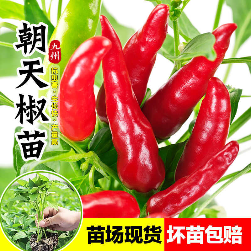 6 pepper seedlings