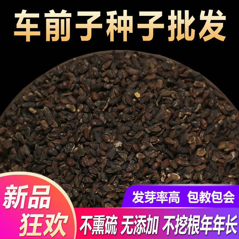 车前草种孑野生车前子种子特级500克四季播种阳台盆栽籽