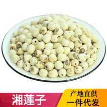 莲子药食同源手剥莲子散装批发莲子芯机磨莲子厂家直供无硫莲子