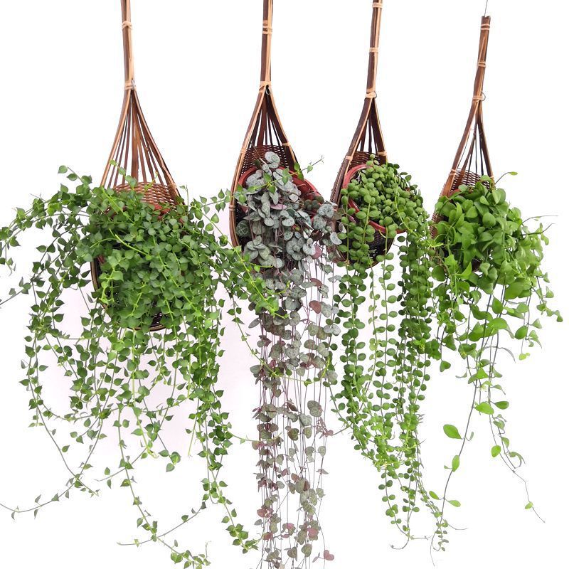 Green Plants Indoor Million Lovers Balcony Tear Heart Love Vine Hanging Wall Hanging Hanging Orchid Beads Succulent Flowers