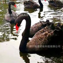 �������u�����Z���w�ĺ����Z��r�����l���w��������Z�����Z����