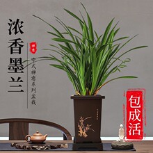 ī�m�m�������Ի����҃��̨����Gֲ�����Խ�߅����ļ��ͺ����B