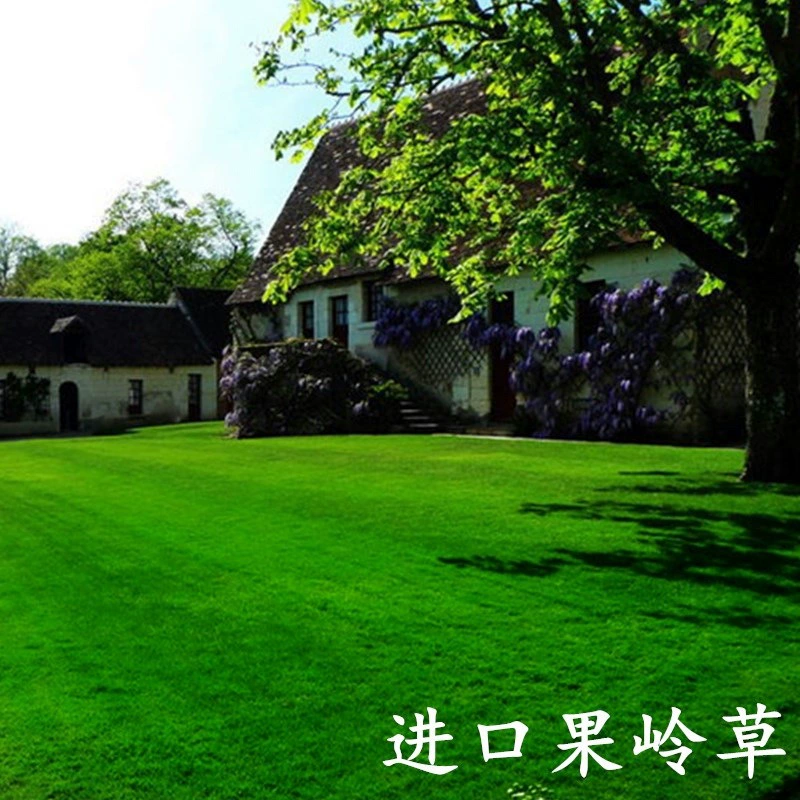 Семена газонов, семена зеленой травы для гольфа, семена зеленой травы для защиты склонов, высококачественные семена низкорослой травы для дворов, круглый год.