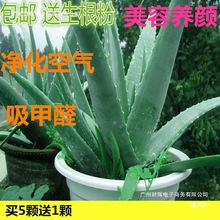 库拉索芦荟盆栽植物食用美容芦荟苗室内防辐射除甲醛芦荟植物盆栽