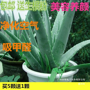 庫拉索蘆薈盆栽植物食用美容蘆薈苗室內防輻射除甲醛蘆薈植物盆栽