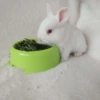 Little White Rabbit ❤️❤️ Wrong ❤️❤️
