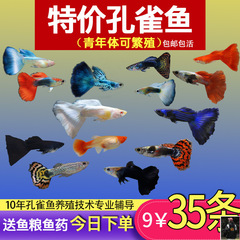 グッピー、小魚、熱帯魚、全種類の清掃魚、飼育しやすい観賞魚、小型淡水ゼブラフィッシュ、金魚、その他