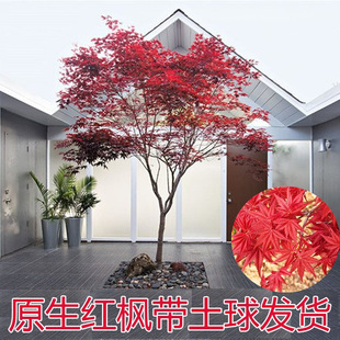 һ�����l�t�������ձ��t����t�輧���Ե���ͥԺ�e���L���乤�̾G