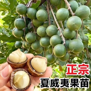 Authentic Macadamia Nut Seedlings, Guangxi Macadamia Nut Seedlings, Planted in the South with Soil and Leaves, Bearing Fruit in the Same Year