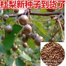 杜梨种子 棠梨种子 嫁接梨树钻木 新采林木种子 梨树种籽颗粒饱满