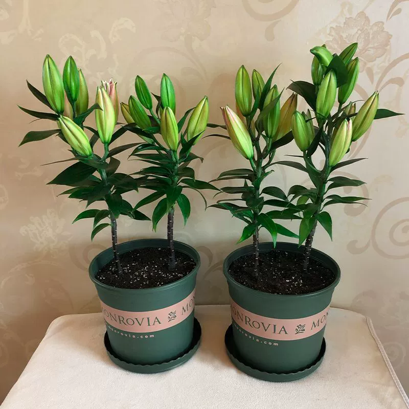 5 парфюмерных луковиц лилии с множеством бутонов и двойными лепестками, легко живущие горшечные растения с бутонами, небольшие комнатные семена цветов для всех сезонов.