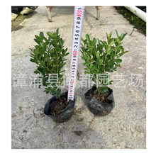 大叶黄杨工程苗 冬青小灌木  抗污染 公园绿篱 福建漳州基地直供
