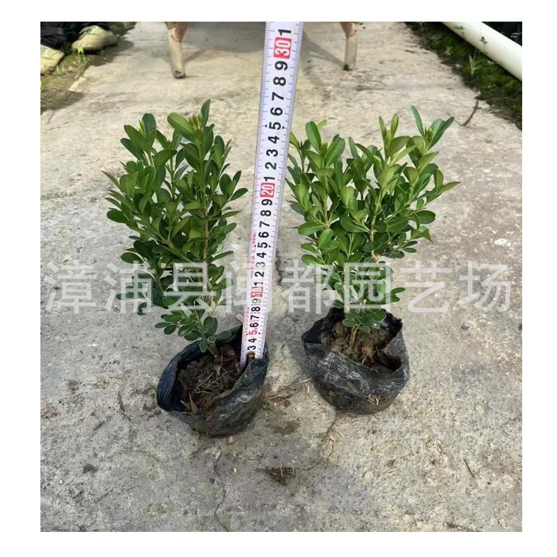 大叶黄杨工程苗 冬青小灌木  抗污染 公园绿篱 福建漳州基地直供