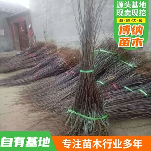 �Ϸ������Nֲ���Ա������O���簫�����䮔��Y���O�����玧��ˮ��