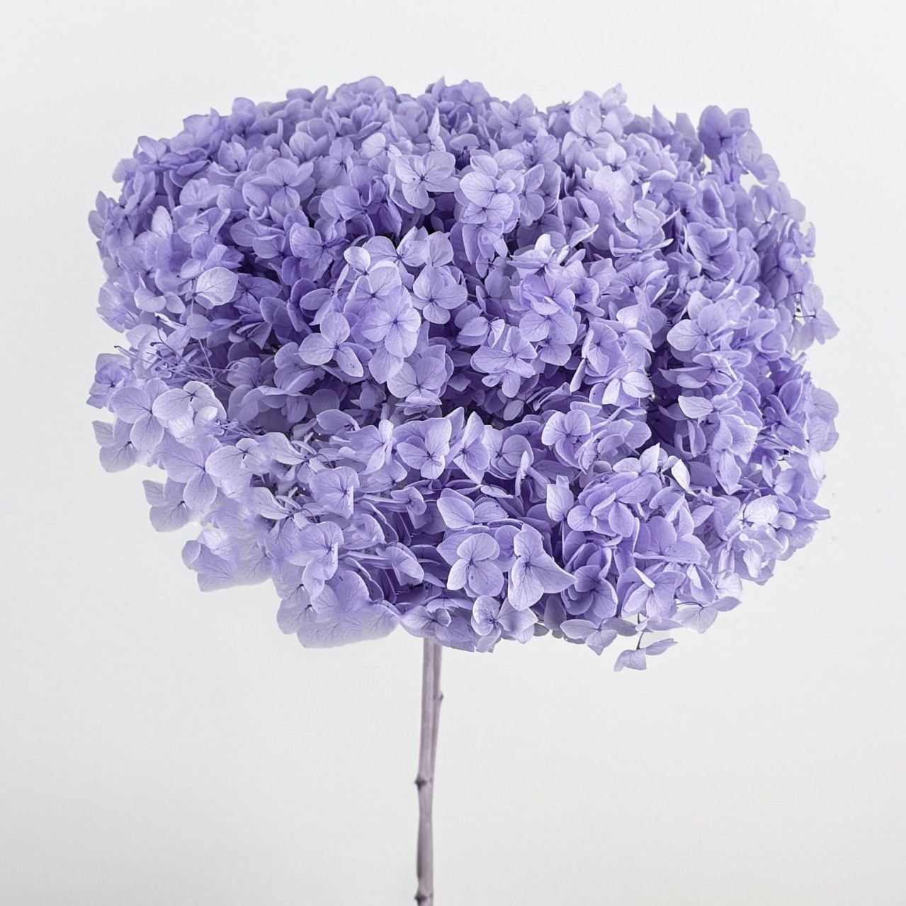 Flores eternas hortenida flores secas Anna hortenida hojas hortenida cabeza de hortenida flores eternas cubierta de vidrio material ramo diy
