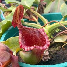 ʳ�xֲ������i�\�ݷN�ðl؛���]ʳ�x��ʳ�x�����ԾGֲ��