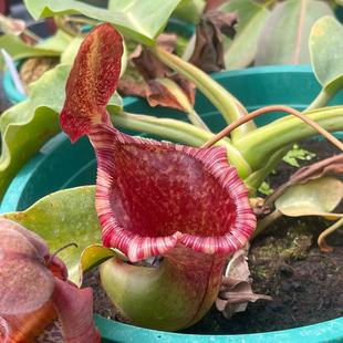 ʳ�xֲ������i�\�ݷN�ðl؛���]ʳ�x��ʳ�x�����ԾGֲ��