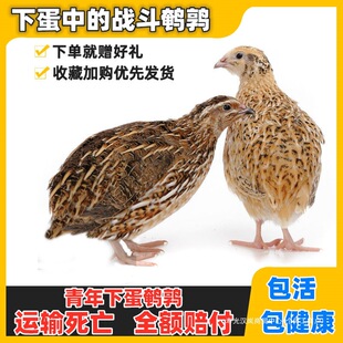 �g�����w�µ��B�����g���N�B�u��ֳ�����u�����Bֳ�u����F؛���B