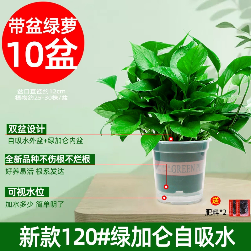 Зеленые растения в горшках, комнатные зеленые растения, гидропонные растения клорифитум, 110 малолистных зеленых растений, крупнолистные зеленые растения