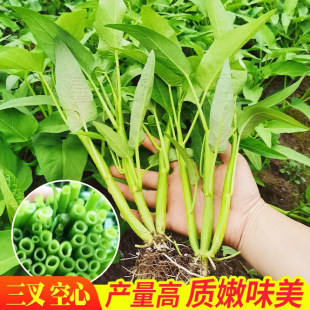 �S�����l�͸ߜ�������Ĳ˷N�Ӹ߮a�̨�����r���ļ��߲˷N��