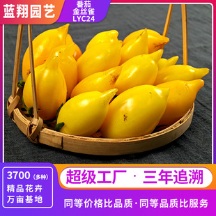 �ļ����N�Sɫ��zȸ����΢�ͷ��т��Ҍ���Ʒ�N���t���̨���ԷN��