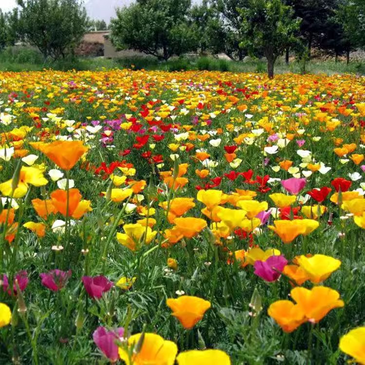 100 pieces of flower rhder grass