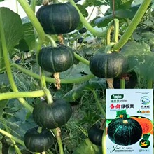 绿贝贝高小南瓜种子板栗味秧蔬菜种籽大全蔬菜种子批发公司