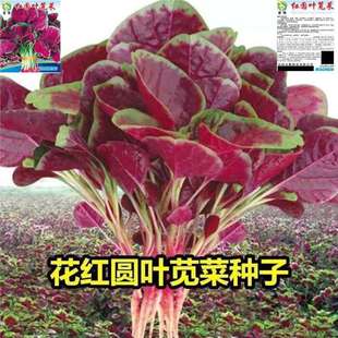 �t�A�~�{�˷N�����~�h�˷N�͟��ļ��̨����ͥԺ�����߲˷N�Ӵ�ȫ