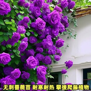 ��5���b���o���Nޱ�����ʾ�����ֲ���ͺ��Nޱ�¼��ļ��_�͟Ứ��
