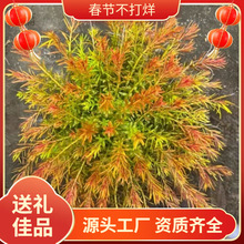 ʮ��ţ�D����ݵ�ˮ�~�ײݸ��쾰���B�׻����o���ˮ������ˮ��