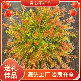 ʮ��ţ�D����ݵ�ˮ�~�ײݸ��쾰���B�׻����o���ˮ������ˮ��