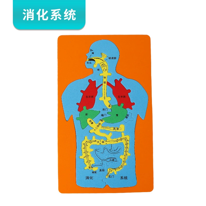 Модель пищеварительной системы большие человеческие органы детское биологическое образование DIY небольшой производственный Материал Пакет развивающие игрушки