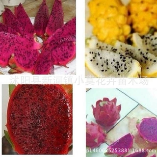 火龙果种子花卉盆栽水果 好种易活 花种子四季种子