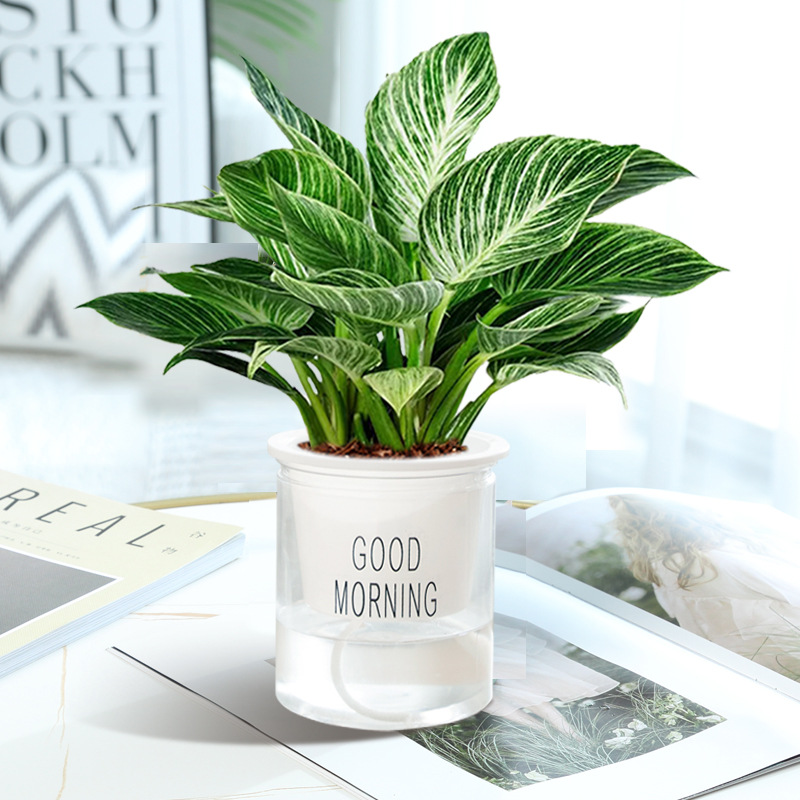 [인터넷 연예인 백금다이아몬드] 20cm + 굿모닝 세면대 + 영양액