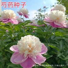 șNļ׷NԻܷNӸF҃ͥԺͺ