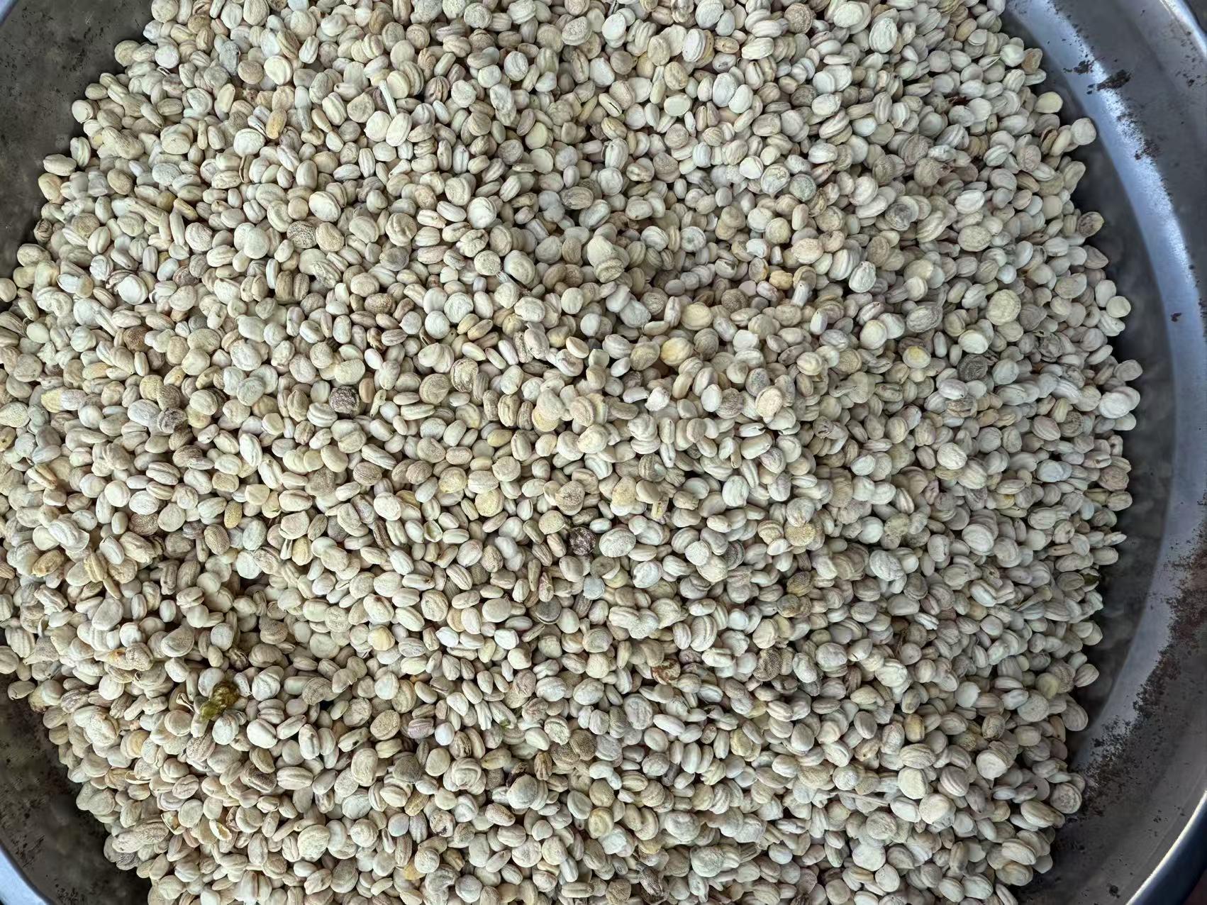Dried Ginseng Seeds Large Plump White Ren Shen Zi 250g for Cooking and Herbal Soups quality and texture