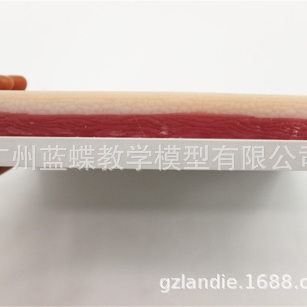 ���������ϰģ��ģ�� ���ѵ��Ƥ���轺ģ�� �轺���ģ�� ҽѧ