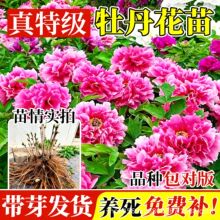 牡丹花苗盆栽大苗洛阳正宗带花苞牡丹花种耐寒重瓣花卉牡丹花树苗