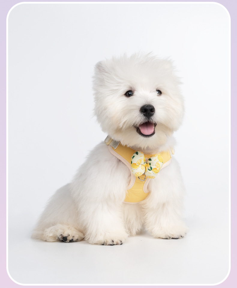 Dog Harness With Interchangeable Bow Tie For Small Dogs Outdoor_voghion.com
