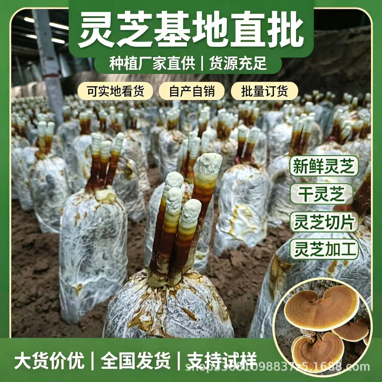 Live Reishi Mushroom Flower Grow Kit Edible Ornamental Lingzhi Cultivation Bag specifications