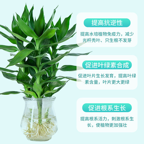 Special nutrient solution for hydroponic plants, dilution-free potted flowers, green dill, rich bamboo seedlings, rooting liquid flower fertilizer