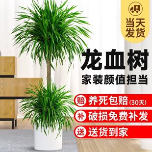 ��Ѫ�����ԾGֲ�҃ȴ��Ϳ͏d���辰�滨���F��횘��k�������ֲ��