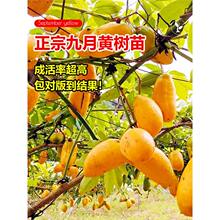 �����S����Ұ��Ұ������ˮ����߮a�����ϱ����Nֲ�ļ�ͥԺ���ԽY