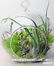 批发悬挂玻璃花瓶吊球花瓶多肉植物花瓶 2孔微景观生态瓶摆件