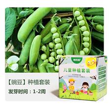豌豆儿童种植小盆栽幼儿园植物观察种菜草莓阳台番茄种子籽小学生