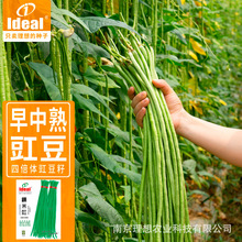 豆角種子豇豆種子四季豆扁豆菜豆有架長豆角種籽廠家蔬菜種子批發