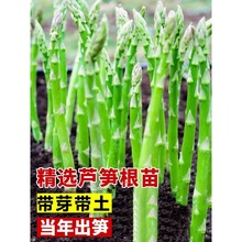 一件代发芦笋根苗带土芦芛种苗卢笋种植苗庭院种根种籽阳台盆栽绿